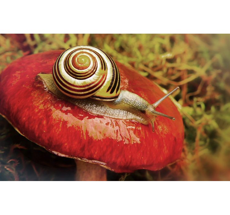 Animals wall mural snail on mushroom - TenStickers