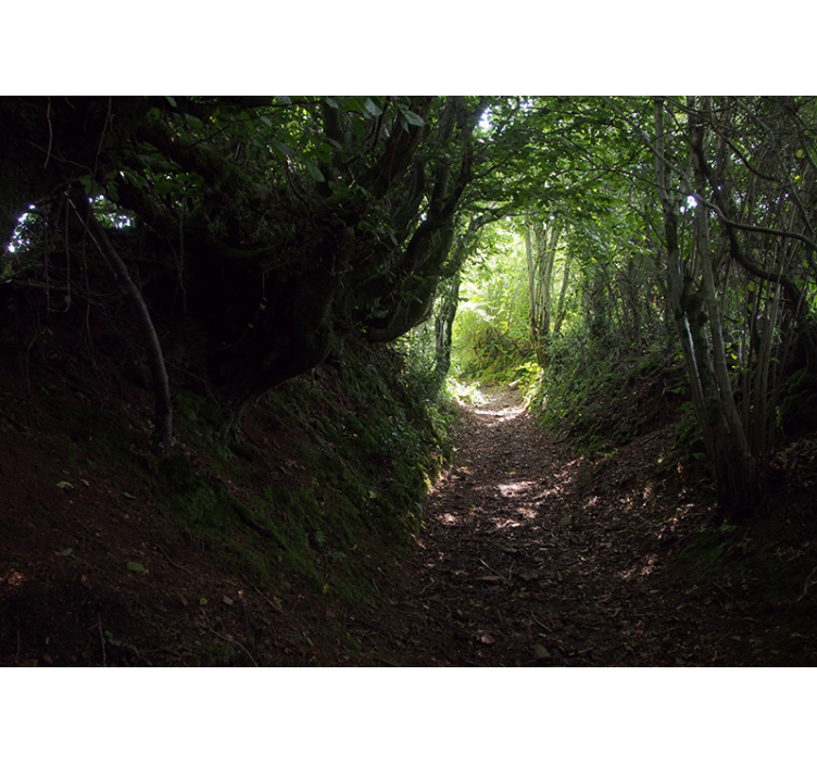 Forest wall mural forest pathway trail - TenStickers