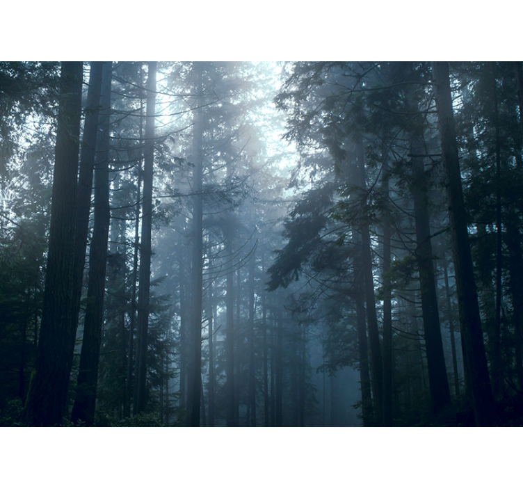 Trees Foggy Forest with light mural - TenStickers