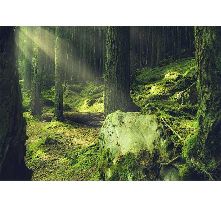 Rocks with moss in the forest nature wall mural - TenStickers