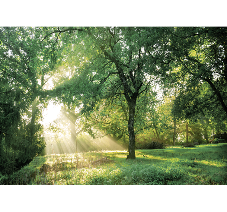 Wall mural nature serene sunlit forest - TenStickers