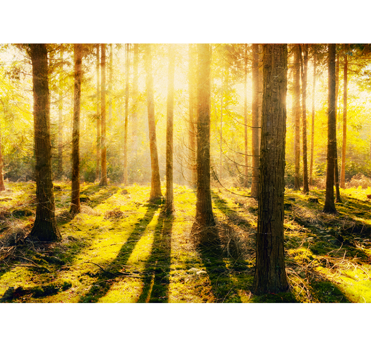Wall mural nature sunlit forest scene - TenStickers
