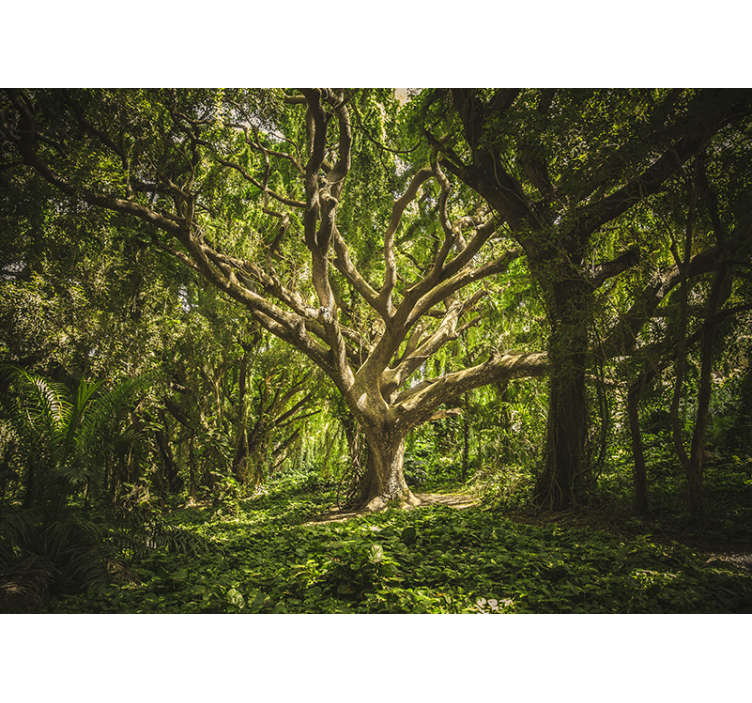 Green enchanted forest nature wall mural - TenStickers