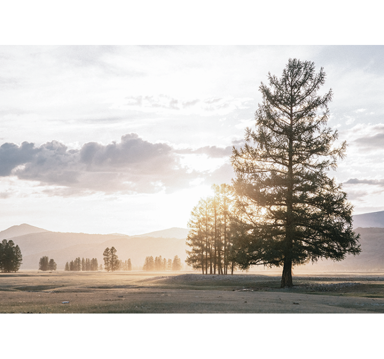 Wall mural nature serene pine silhouette - TenStickers