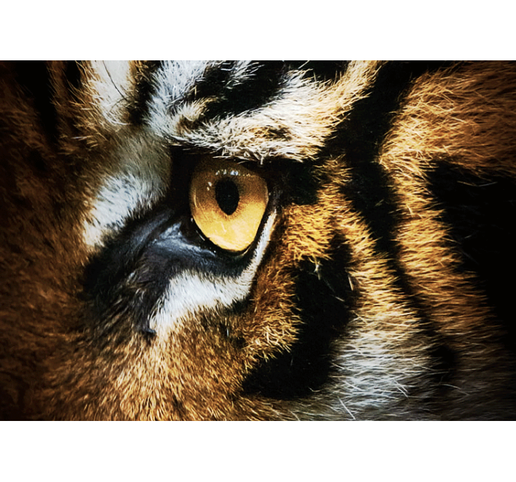 Intense Tiger Gaze animals wall mural - TenStickers