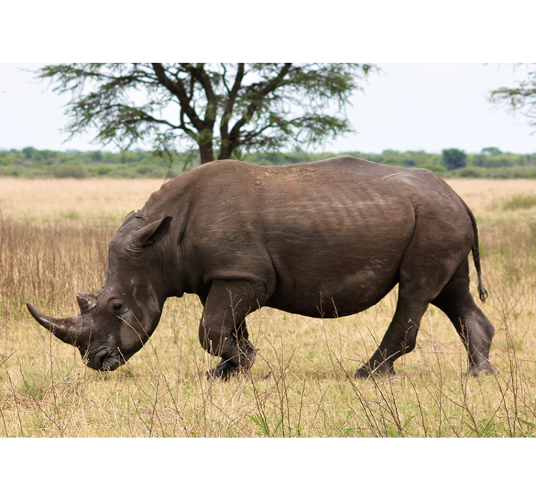Animals wall mural rhino grazing in serengeti - TenStickers