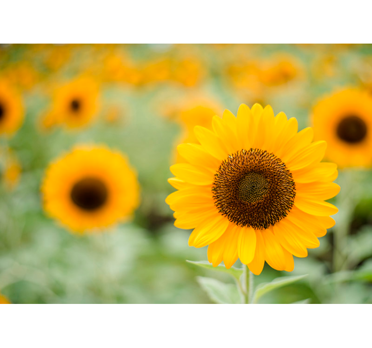 Sunflower Focal Point flower wall mural - TenStickers