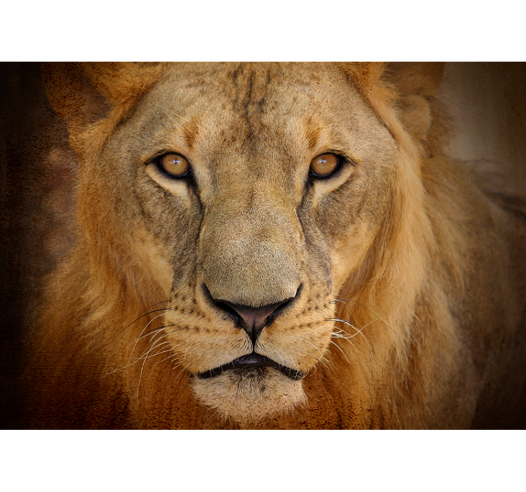 Intense Gaze lion wall mural - TenStickers