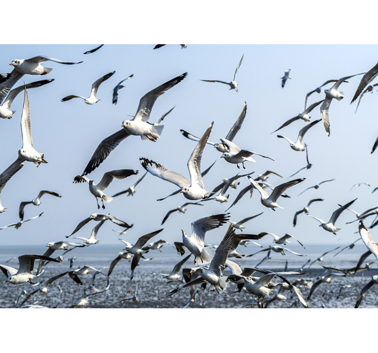 Flying seagulls wall mural - TenStickers