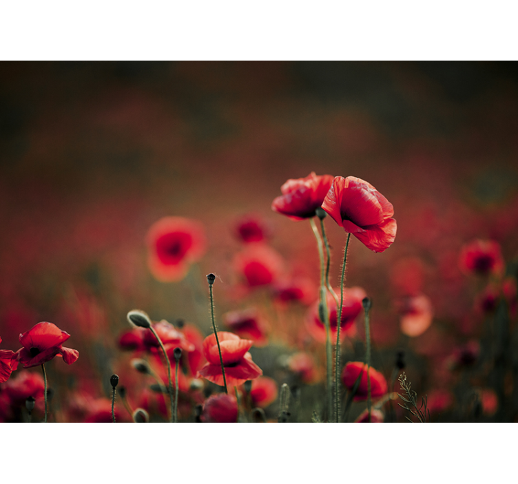 Beautiful Poppy Wall Mural - TenStickers