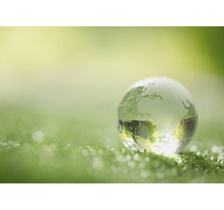 Forest Wall Mural Drop of water over grass - TenStickers