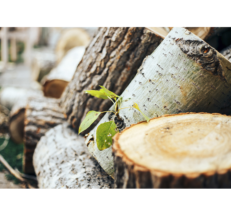 Green leaves on forest wood tree wall mural - TenStickers