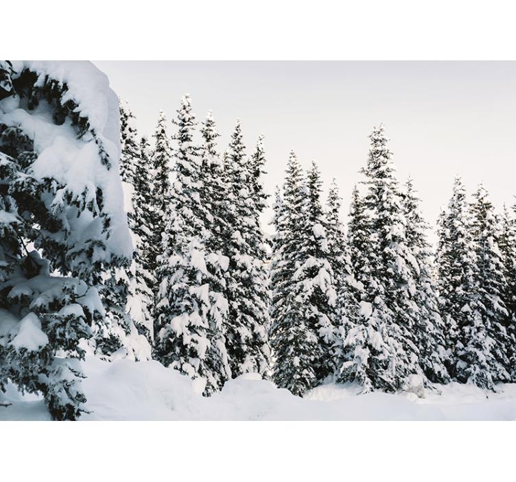 Wall mural nature snow-covered pines - TenStickers
