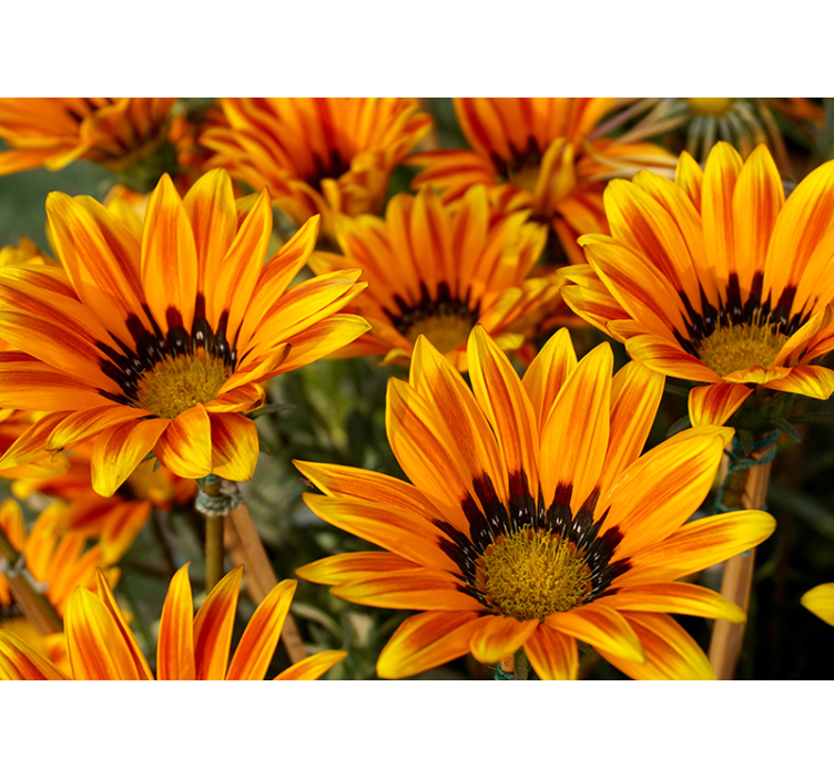 Sunlit orange flowers flower wall mural - TenStickers