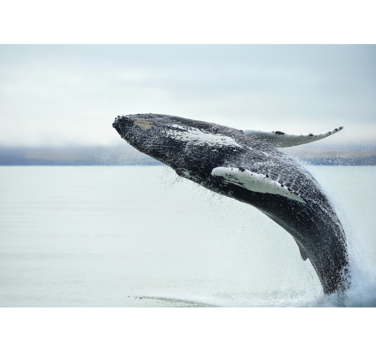 Animals wall mural leaping whale - TenStickers