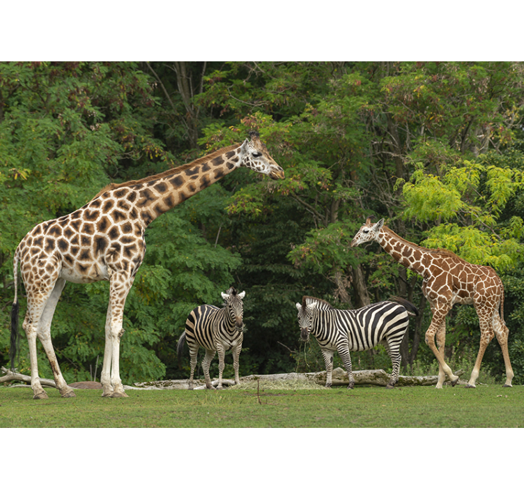 Giraffes and Zebras animals wall mural - TenStickers