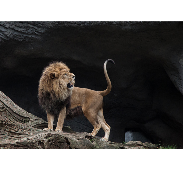 Lion wall mural majestic lion portrait - TenStickers