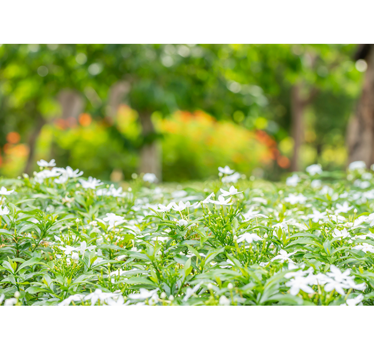 3D forest with trees of love Wall Mural - TenStickers