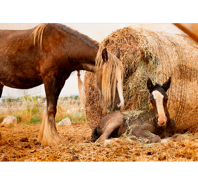 Animals wall mural mother and foal - TenStickers