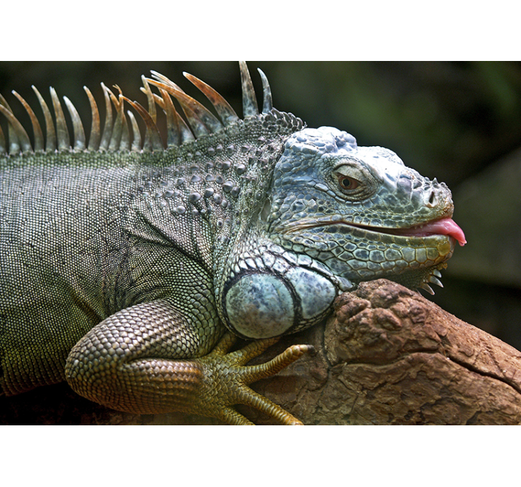 Iguana wall mural animals - TenStickers