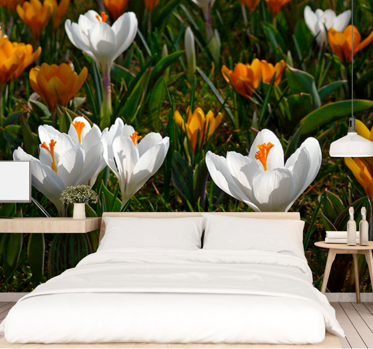 Crocus flower bloom flower wall mural - TenStickers