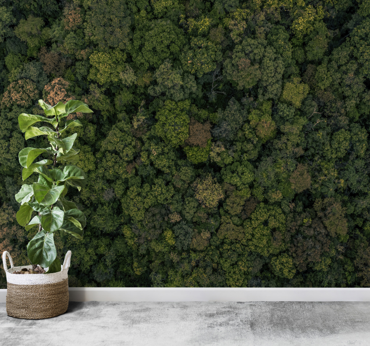 Forest photo  tree wall mural - TenStickers