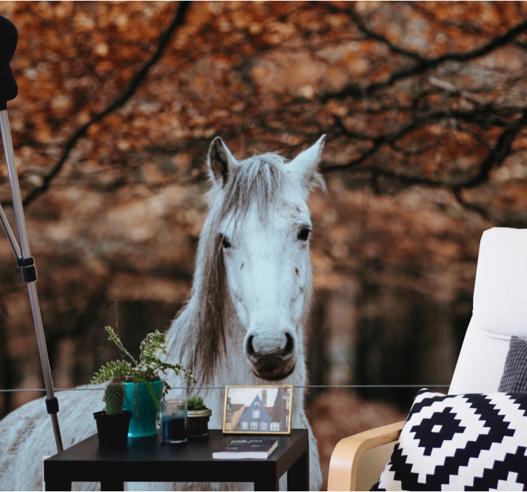 Majestic White Horse animals wall mural - TenStickers