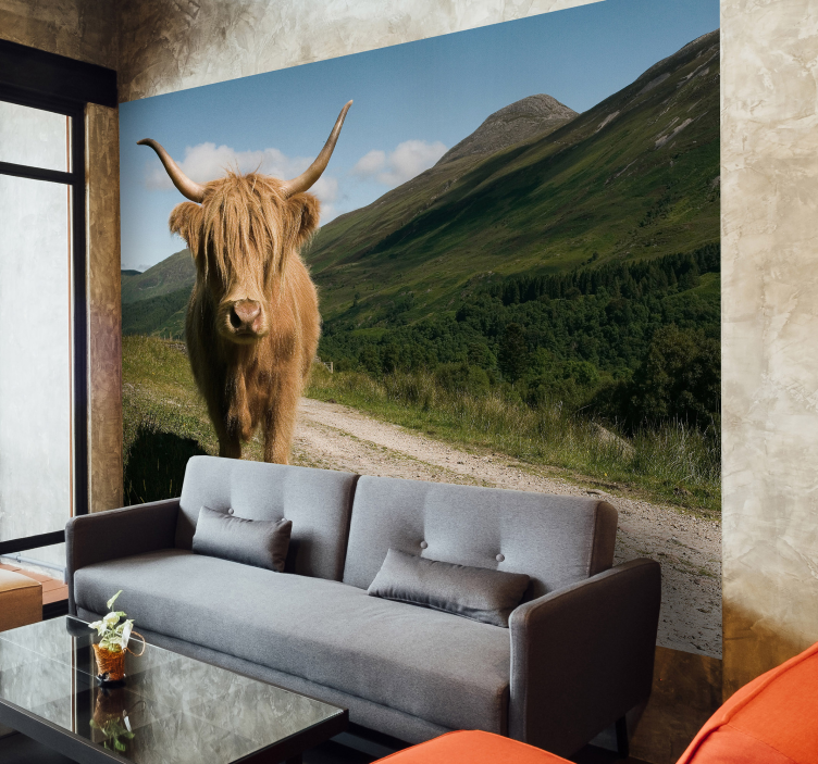 Scottish high lander animal wall mural - TenStickers