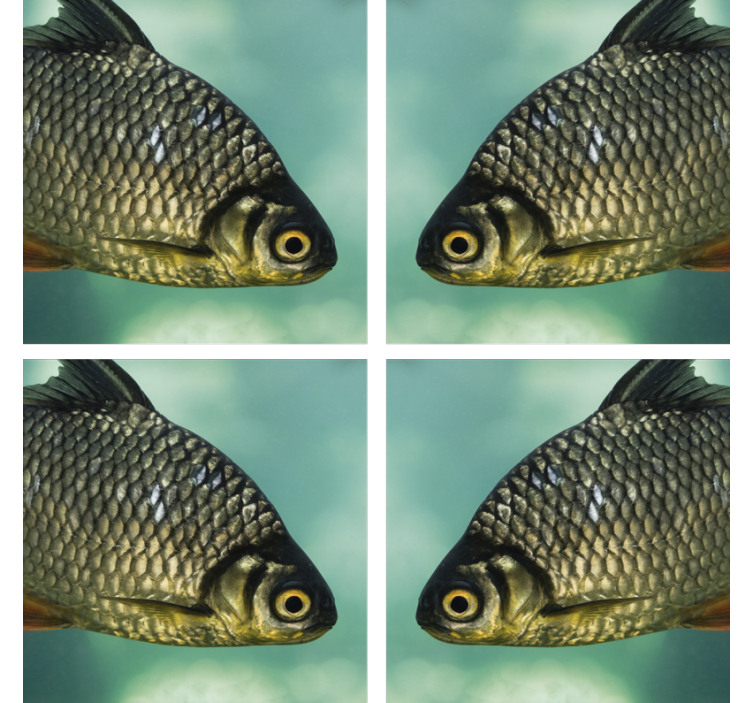 A beautiful carp fish coaster - TenStickers