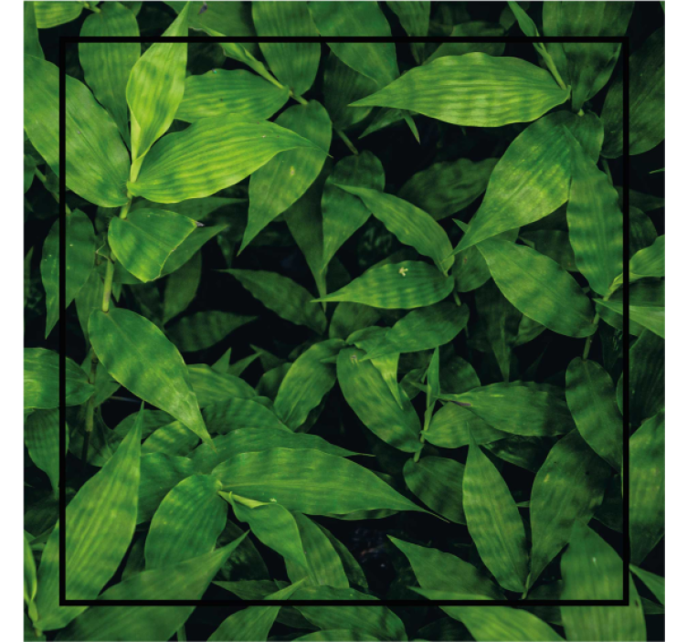 Texture coasters lush green leaf design - TenStickers