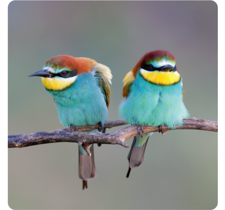 Modern coasters featuring colorful birds perched - TenStickers