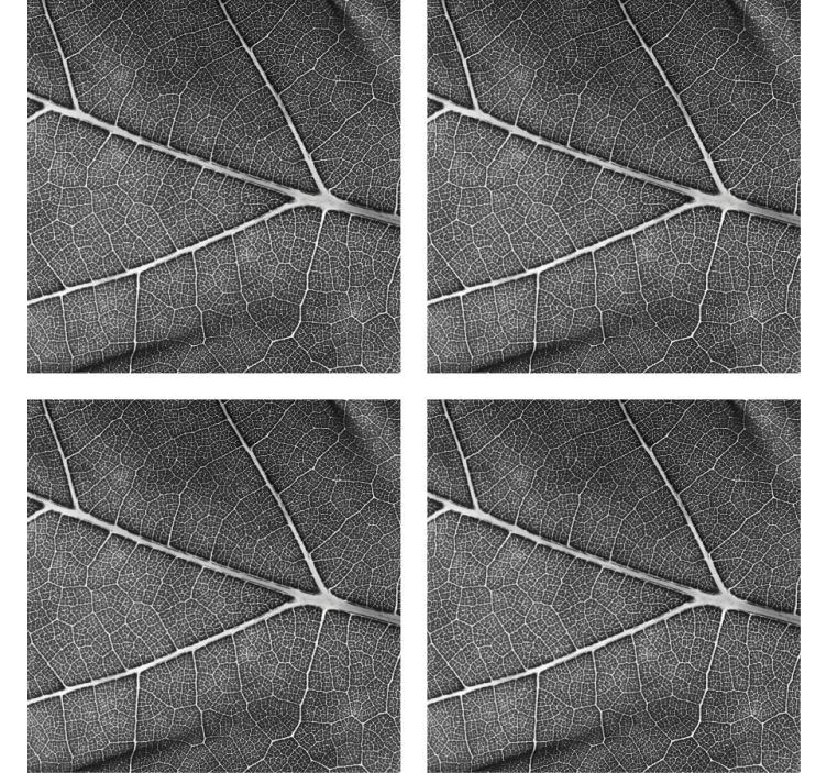 Texture coasters with detailed leaf design - TenStickers