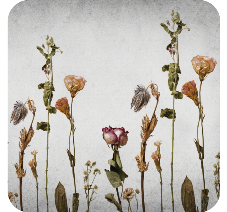 Scandinavian style dry plants modern coaster - TenStickers