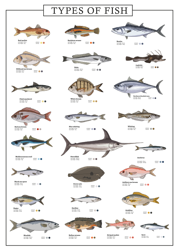Different fishes poster print - TenStickers