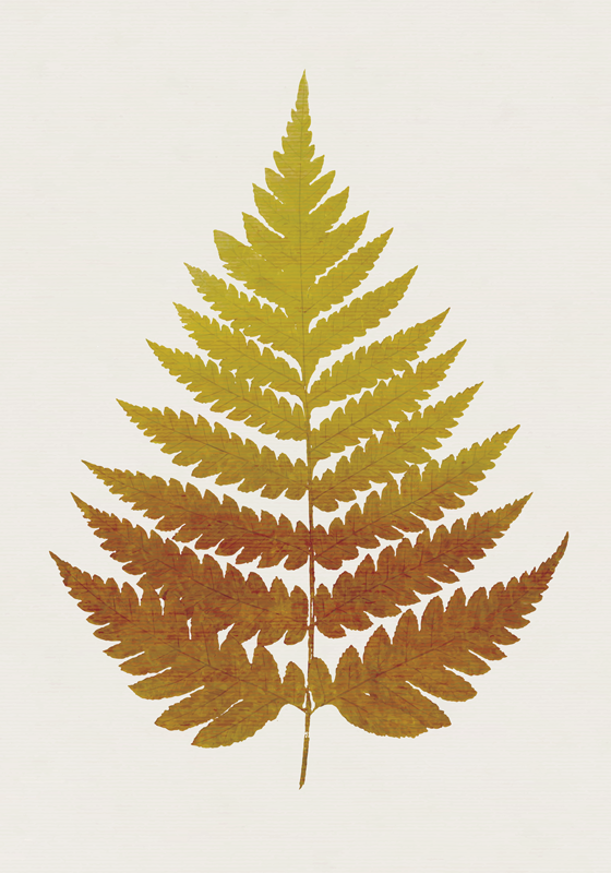 Golden Fern Leaf A golden fern leaf is a type of fern with bright - TenStickers