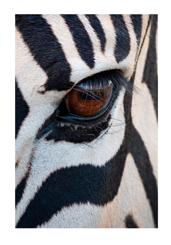 The eye of the zebra animal poster - TenStickers