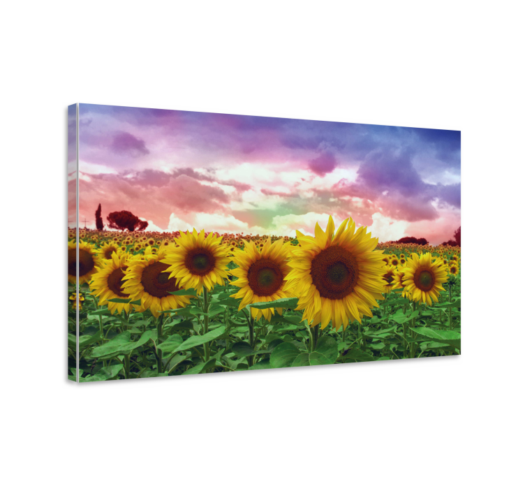 Sunflower field colourful sky flower canvas - TenStickers