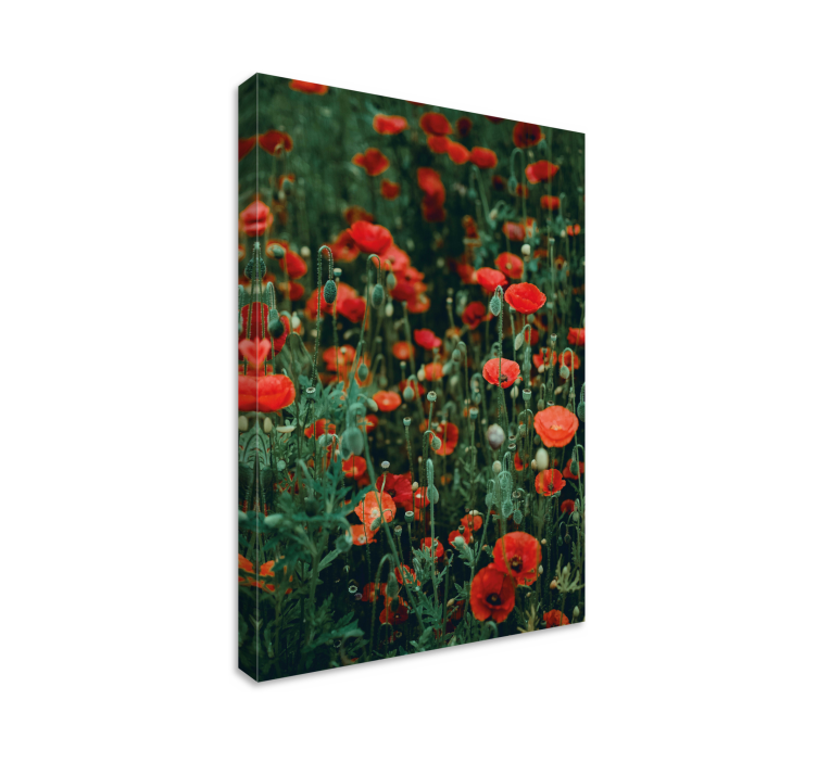 Poppy and small white flowers flower canvas - TenStickers
