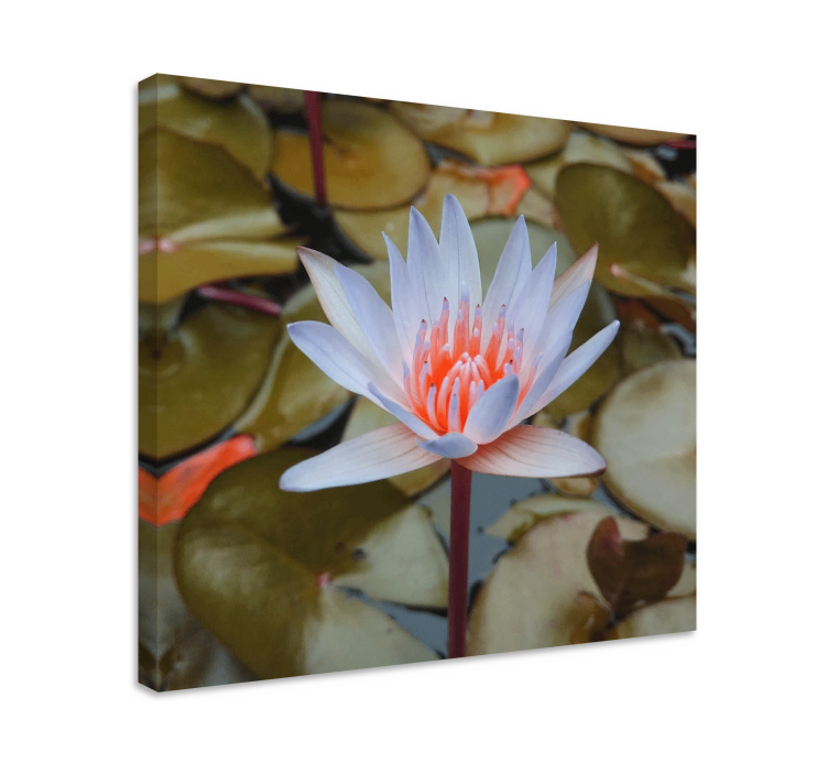 Flowers canvas delicate water lily - TenStickers