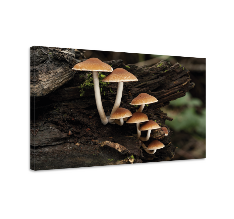Flowers canvas mushroom cluster - TenStickers