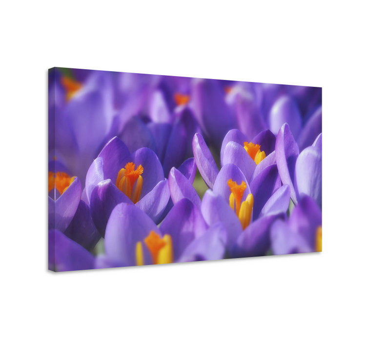 Flowers canvas vibrant crocus blooms - TenStickers
