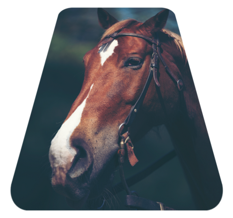 Horse head  beautiful animal rug - TenStickers