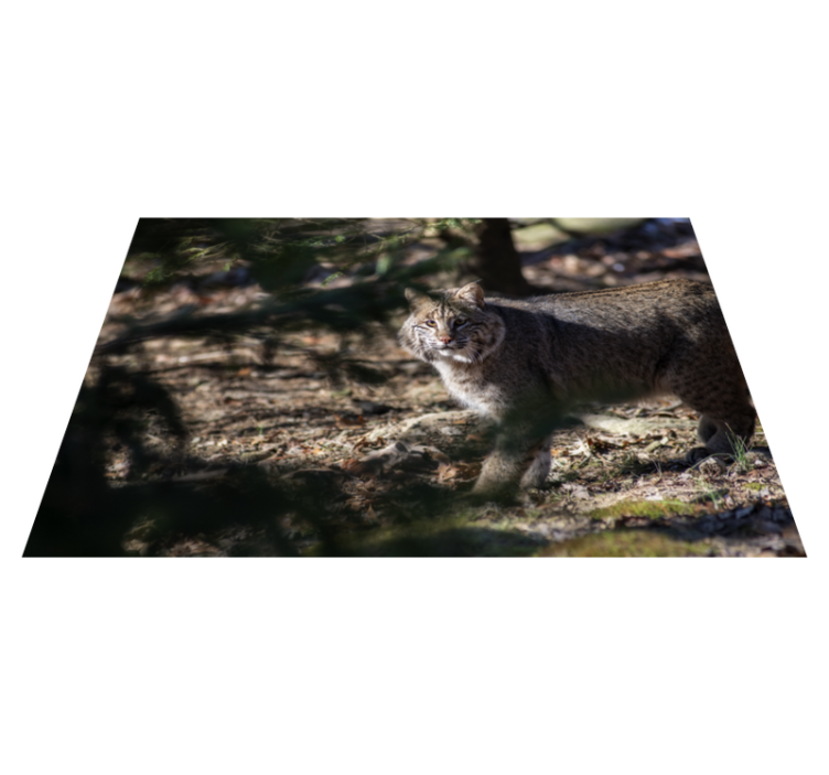 Wild cat scene animal vinyl rug - TenStickers