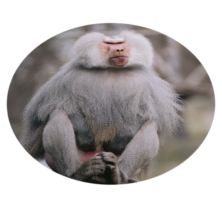Baboons Sitting Calmly animal vinyl rug - TenStickers