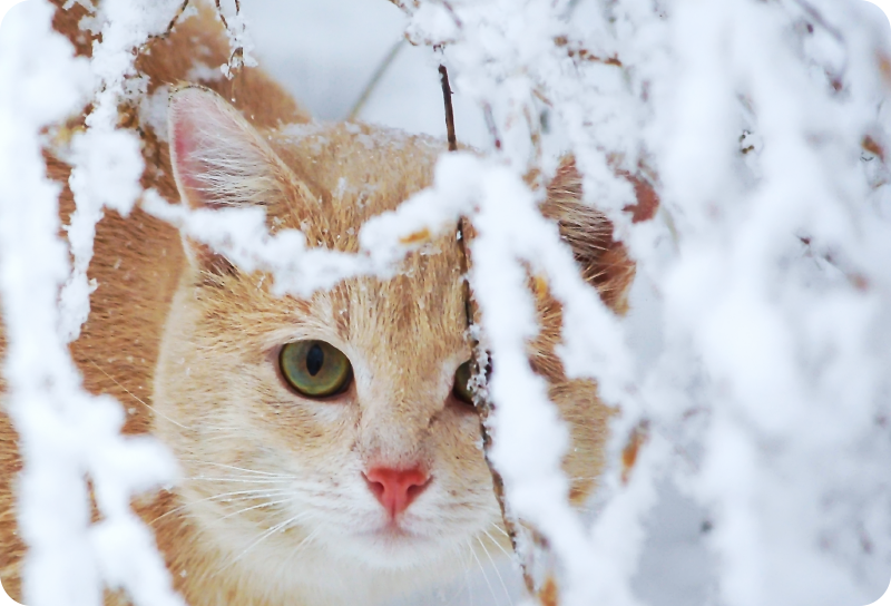 Animal vinyl rug cat with stalactite design - TenStickers