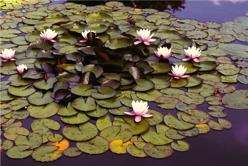 Lily Pond Beauty floral vinyl rug - TenStickers