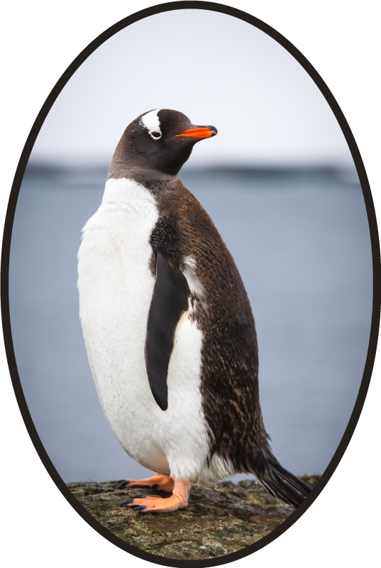 Penguin Stance animal vinyl rug - TenStickers