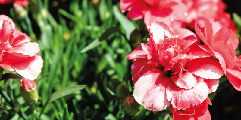 Pink blooms and grass floral vinyl rug - TenStickers