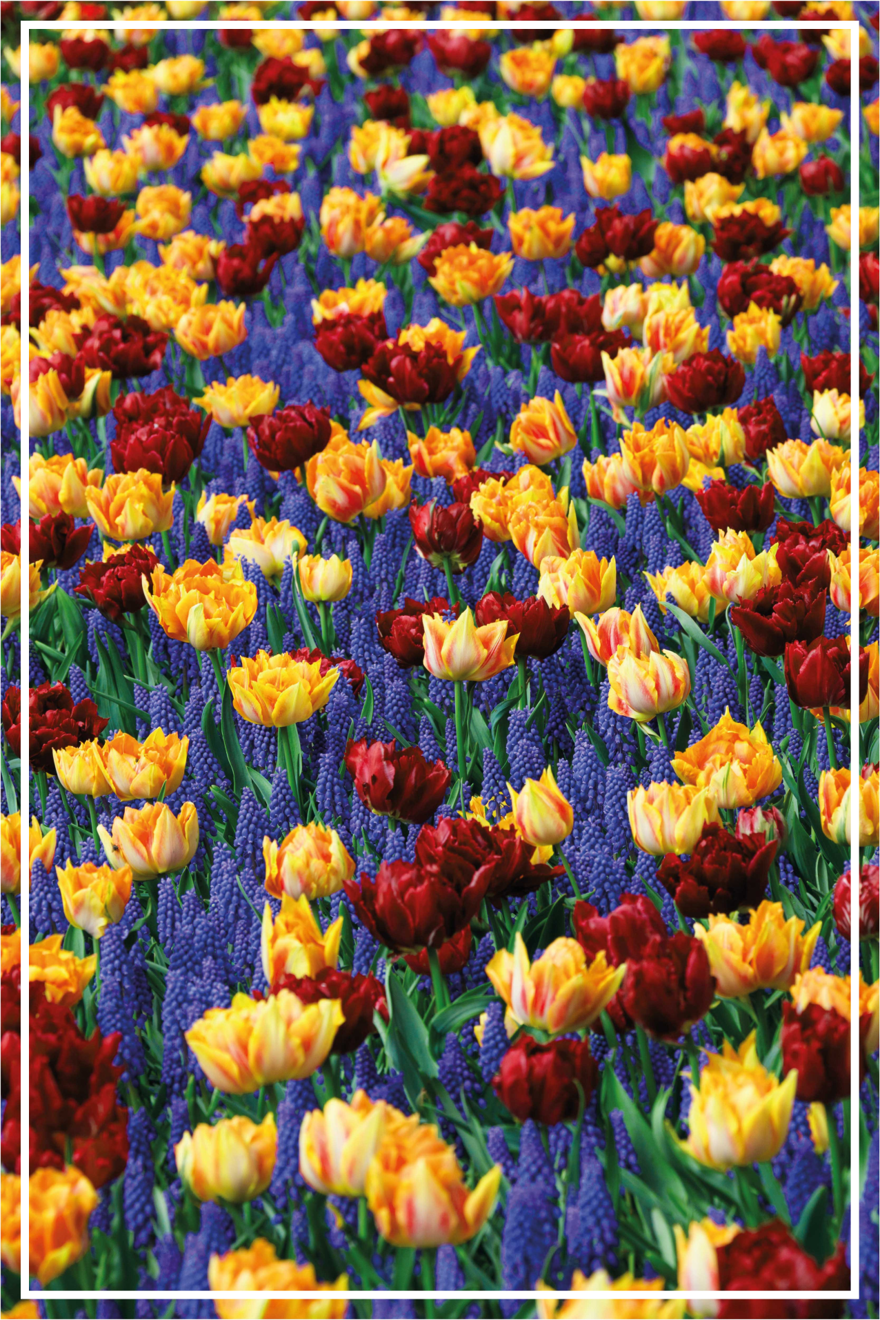 Floral vinyl rug with tulip garden design - TenStickers