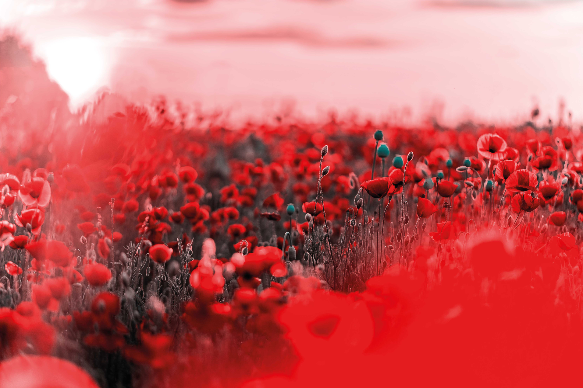 Crimson Blossom Landscape floral vinyl rug - TenStickers